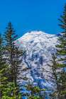 Colorful pine trees, Mount Rainier, Crystal Mountain lookout, Pierce County, Washington State, Usa. Art Print